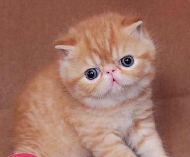 英短蓝白,蓝猫,银渐层,金渐层,暹罗猫,美短,布偶,金吉拉,波斯猫,加菲